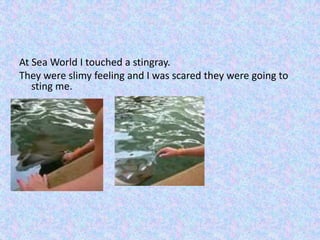 At Sea World I touched a stingray.
They were slimy feeling and I was scared they were going to
sting me.