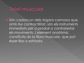

Són cadascun dels òrgans carnosos que,
amb llur contractilitat, són els instruments
immediats per a produir o contrarestar
els moviments. L'element anatòmic
constitutiu és la fibra muscular, que pot
ésser llisa o estriada.

 