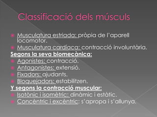 Musculatura estriada: pròpia de l’aparell
locomotor.
 Musculatura cardíaca: contracció involuntària.
Segons la seva biomecànica:
 Agonistes: contracció.
 Antagonistes: extensió.
 Fixadors: ajudants.
 Bloquejadors: estabilitzen.
Y segons la contracció muscular:
 Isotònic i isomètric: dinàmic i estàtic.
 Concèntric i excèntric: s’apropa i s’allunya.


 