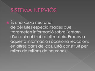 

És una xarxa neuronal
de cèl·lules especialitzades que
transmeten informació sobre l'entorn
d'un animal i sobre ell mateix. Processa
aquesta informació i ocasiona reaccions
en altres parts del cos. Està constituït per
milers de milions de neurones.

 