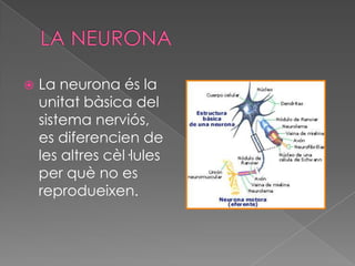 

La neurona és la
unitat bàsica del
sistema nerviós,
es diferencien de
les altres cèl·lules
per què no es
reprodueixen.

 