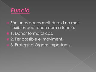 Són unes peces molt dures i no molt
flexibles que tenen com a funció:
 1. Donar forma al cos.
 2. Fer possible el moviment.
 3. Protegir el òrgans importants.


 
