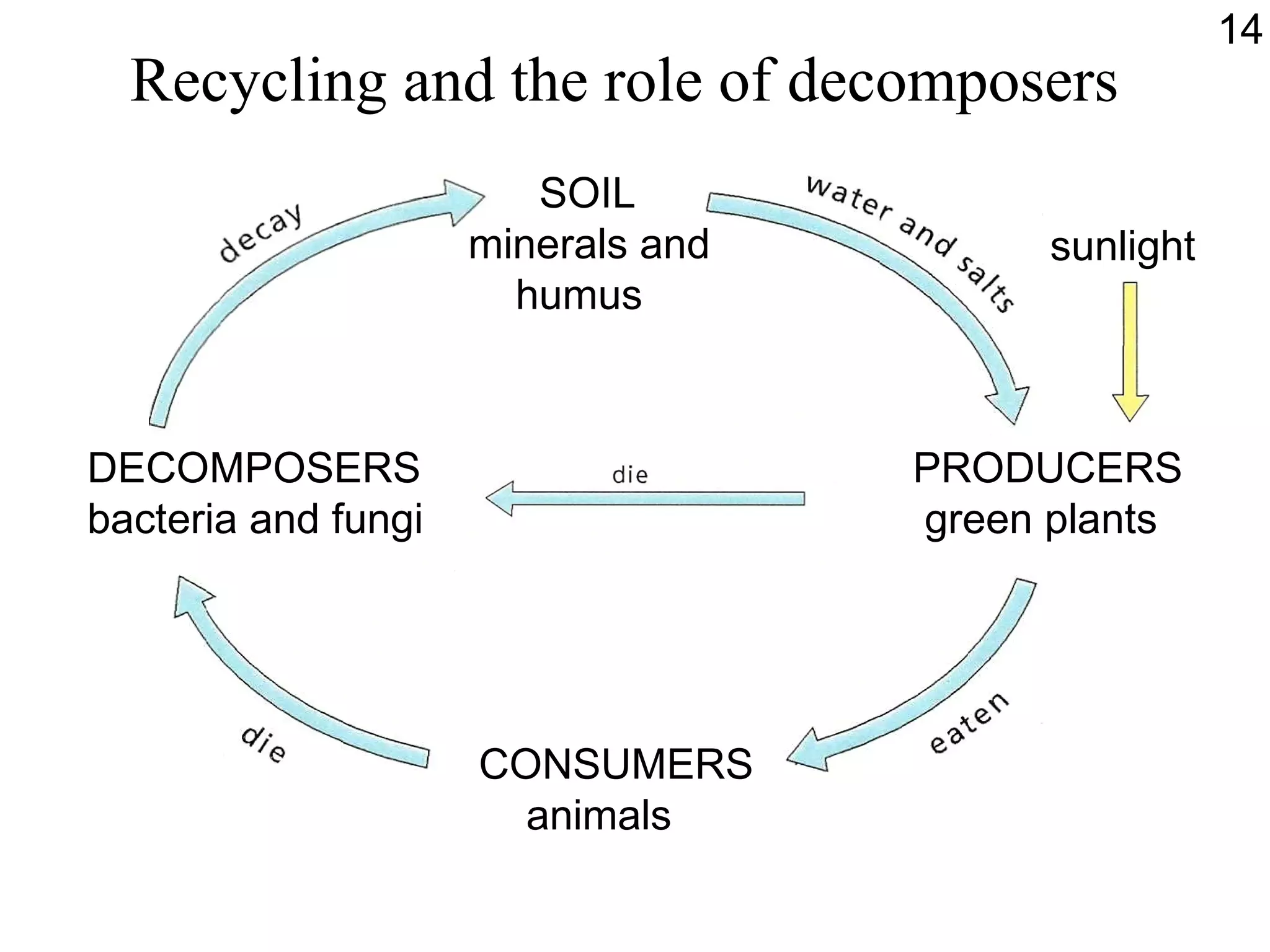 Recycling and the role of decomposers PRODUCERS green plants CONSUMERS animals DECOMPOSERS bacteria and fungi SOIL minerals and  humus sunlight 14 