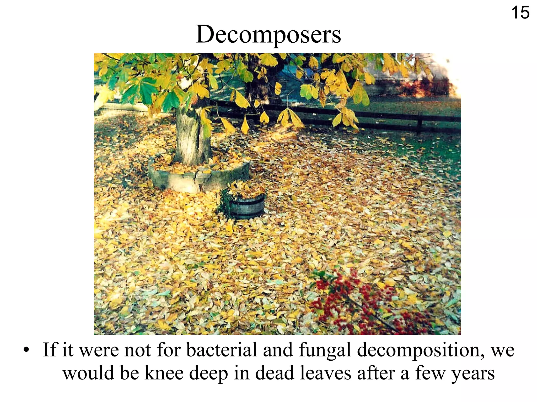 Decomposers If it were not for bacterial and fungal decomposition, we would be knee deep in dead leaves after a few years 15 