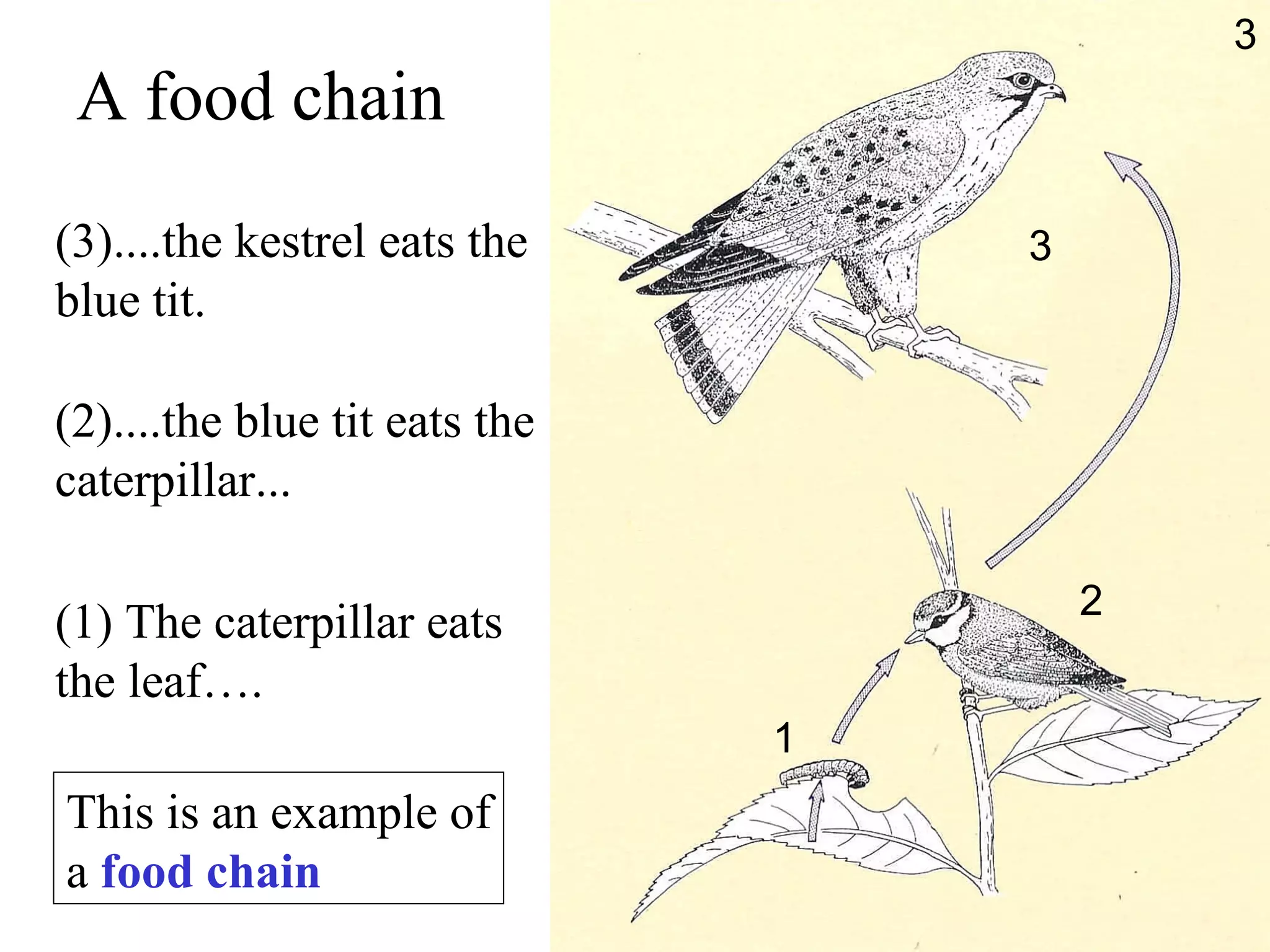 A food chain (1) The caterpillar eats  the leaf…. (2)....the blue tit eats the caterpillar... (3)....the kestrel eats the blue tit. This is an example of a  food chain 3 1 2 3 