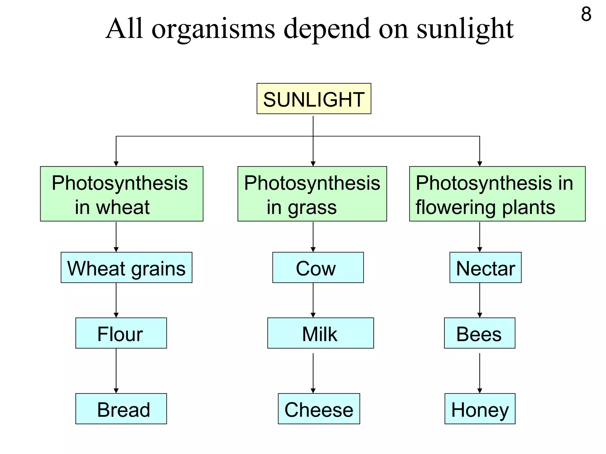 All organisms depend on sunlight SUNLIGHT Wheat grains Flour Bread Cow Milk Cheese Nectar Bees Honey 8 Photosynthesis in wheat Photosynthesis in grass Photosynthesis in  flowering plants 