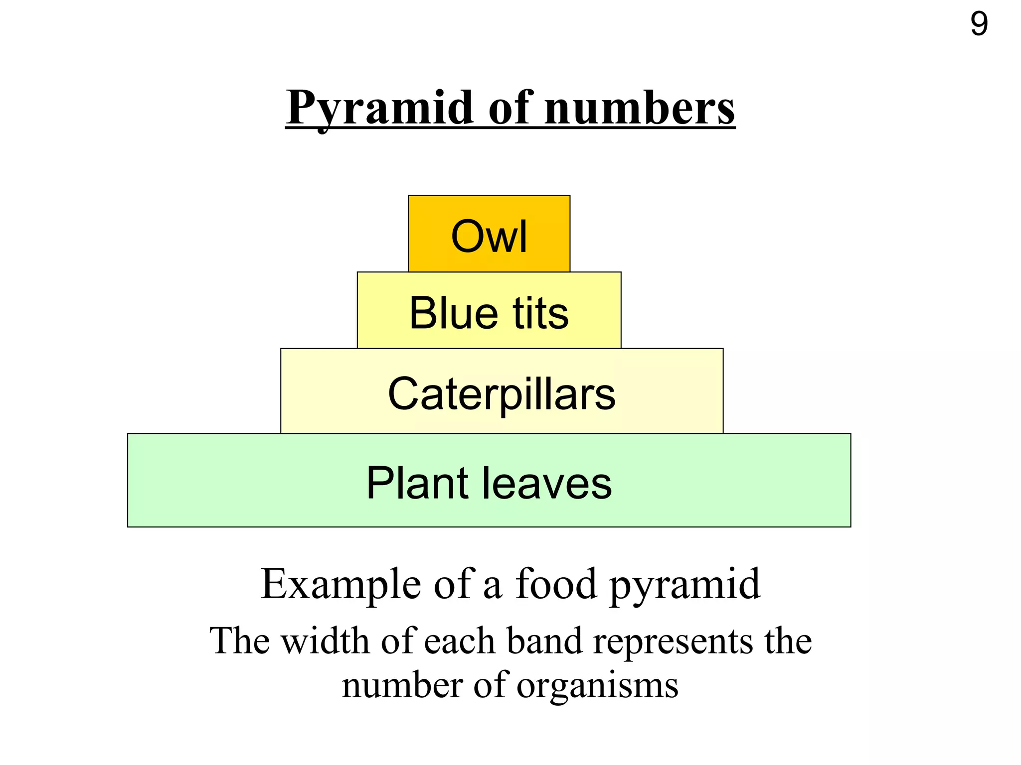 Pyramid of numbers Example of a food pyramid The width of each band represents the number of organisms Plant leaves Caterpillars Blue tits Owl 9 