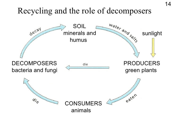 Powerpoint Food Webs Carbon Cycle Powerpoint Food Webs Carbon Cycle