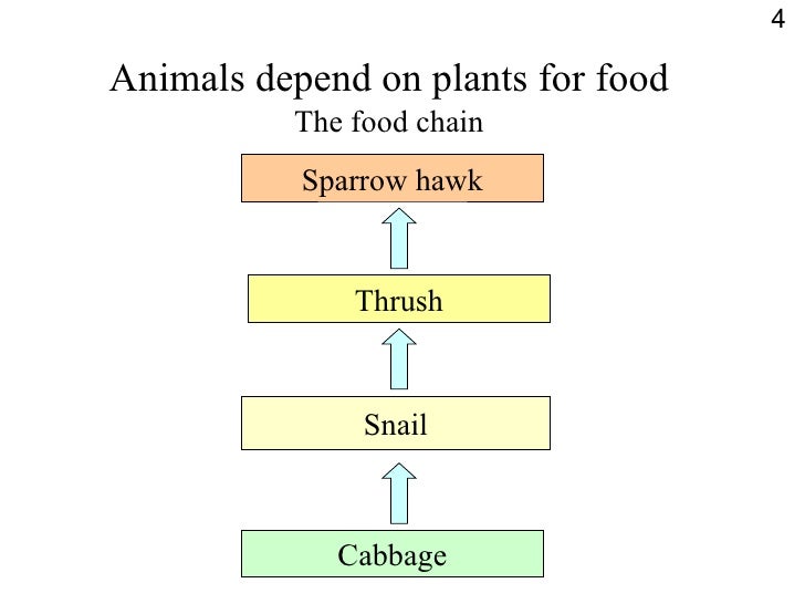 Powerpoint food webs, carbon cycle