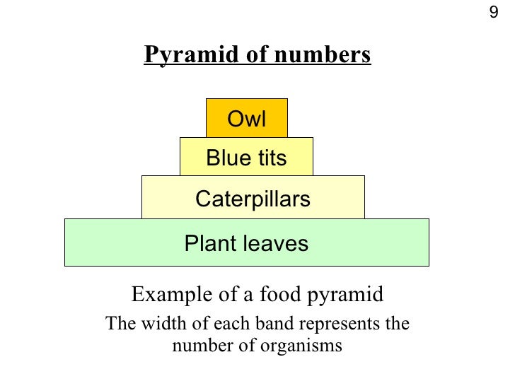 Powerpoint Food Webs Carbon Cycle