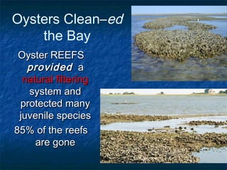 Oysters Clean–ed
    the Bay
 Oyster REEFS
   provided a
  natural filtering
   system and
 protected many
 juvenile species
85% of the reefs
     are gone
 