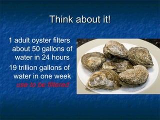 Think about it!

1 adult oyster filters
 about 50 gallons of
  water in 24 hours
19 trillion gallons of
  water in one week
  use to be filtered
 