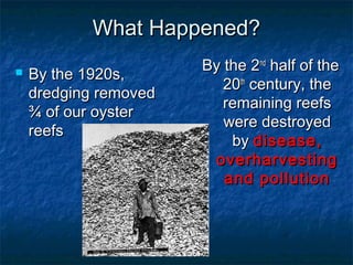 What Happened?
                       By the 2nd half of the
   By the 1920s,
                          20th century, the
    dredging removed
                          remaining reefs
    ¾ of our oyster
                          were destroyed
    reefs
                           by disease,
                         overharvesting
                          and pollution
 
