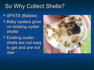 So Why Collect Shells?
   SPATS (Babies)
   Baby oysters grow
    on existing oyster
    shells!
   Existing oyster
    shells are not easy
    to get and are not
    free
 