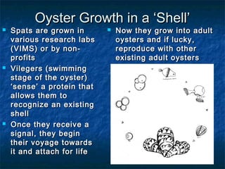 Oyster Growth in a ‘Shell’
   Spats are grown in          Now they grow into adult
    various research labs        oysters and if lucky,
    (VIMS) or by non-            reproduce with other
    profits                      existing adult oysters
   Vilegers (swimming
    stage of the oyster)
    ‘sense’ a protein that
    allows them to
    recognize an existing
    shell
   Once they receive a
    signal, they begin
    their voyage towards
    it and attach for life
 