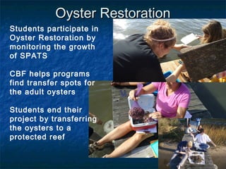 Oyster Restoration
Students participate in
Oyster Restoration by
monitoring the growth
of SPATS

CBF helps programs
find transfer spots for
the adult oysters

Students end their
project by transferring
the oysters to a
protected reef
 