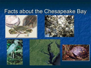 Facts about the Chesapeake Bay
 