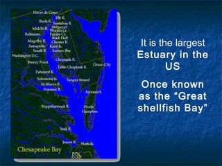 It is the largest
Estuary in the
         US
 Once known
as the “Great
shellfish Bay”
 