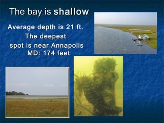 The bay is shallow
Average depth is 21 ft.
     The deepest
spot is near Annapolis
      MD: 174 feet
 