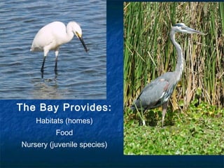 The Bay Provides:
    Habitats (homes)
          Food
Nursery (juvenile species)
 