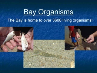 Bay Organisms
The Bay is home to over 3600 living organisms!
 