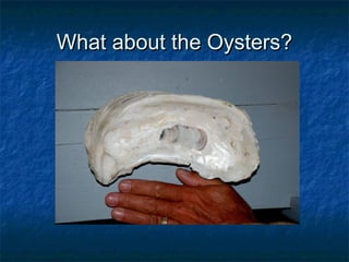What about the Oysters?
 