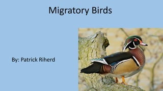 Migratory Birds
By: Patrick Riherd
 