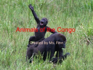 Animals of the Congo  Created by Ms. Finn 