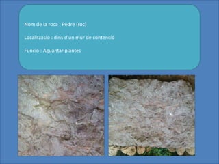 Nom de la roca : Pedre (roc)
Localització : dins d’un mur de contenció
Funció : Aguantar plantes
 