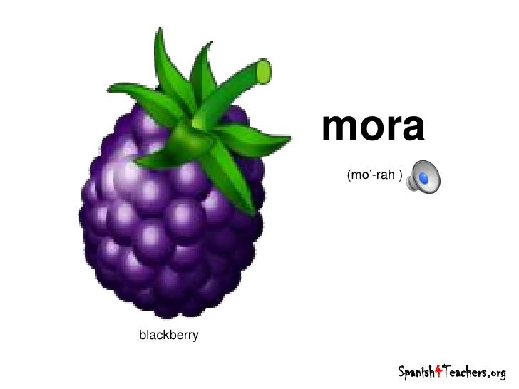 Hierba Mora Tusplantasmedicinales Com Hierba Mora Tusplantasmedicinales Com