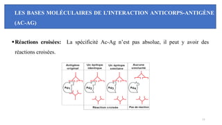 LES BASES MOLÉCULAIRES DE L’INTERACTION ANTICORPS-ANTIGÈNE
(AC-AG)
▪Réactions croisées: La spécificité Ac-Ag n’est pas absolue, il peut y avoir des
réactions croisées.
11
 