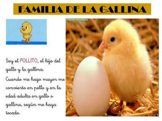FAMILIA DE LA GALLINA
 