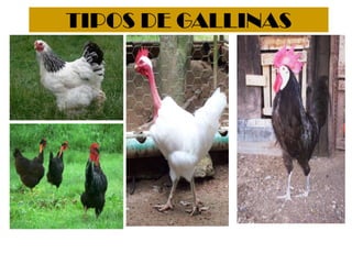 TIPOS DE GALLINAS
 