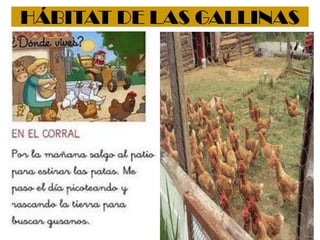 HÁBITAT DE LAS GALLINAS
 