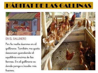 HÁBITAT DE LAS GALLINAS
 