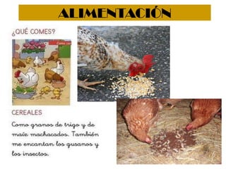 ALIMENTACIÓN
 