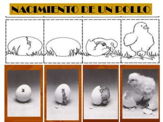 NACIMIENTO DE UN POLLO
 