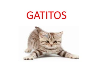GATITOS
 