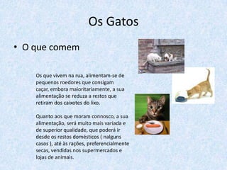Os Gatos
• O que comem

    Os que vivem na rua, alimentam-se de
    pequenos roedores que consigam
    caçar, embora maioritariamente, a sua
    alimentação se reduza a restos que
    retiram dos caixotes do lixo.

    Quanto aos que moram connosco, a sua
    alimentação, será muito mais variada e
    de superior qualidade, que poderá ir
    desde os restos domésticos ( nalguns
    casos ), até às rações, preferencialmente
    secas, vendidas nos supermercados e
    lojas de animais.
 