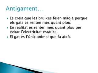 Es creia que les bruixes feien màgia perque els gats es renten més quant plou.En realitat es renten més quant plou per evitar l’electricitat estàtica.El gat és l’únic animal que fa això.Antigament…