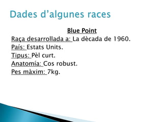 Blue PointRaça desarrollada a: La dècada de 1960.País: Estats Units.Tipus: Pèl curt.Anatomía: Cos robust.Pes màxim: 7kg.Dades d’algunes races