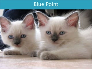 Blue Point