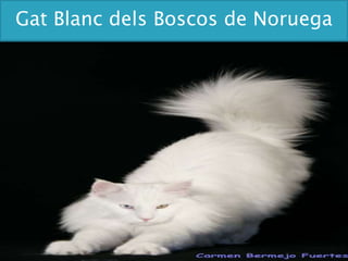 GatBlancdelsBoscos de Noruega