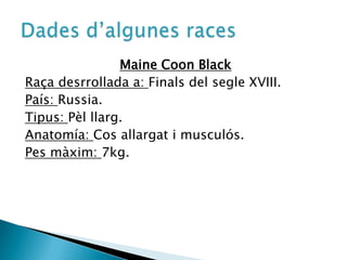 Maine Coon BlackRaçadesrrollada a: Finals del segle XVIII.País: Russia.Tipus: Pèlllarg.Anatomía: Cosallargat i musculós.Pes màxim: 7kg.Dadesd’algunesraces