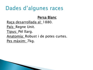 Persa BlancRaça desarrollada al: 1880.País: RegneUnit.Tipus: Pèlllarg.Anatomía: Robust i de potes curtes.Pes màxim: 7kg.Dadesd’algunesraces