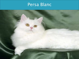 Persa Blanc