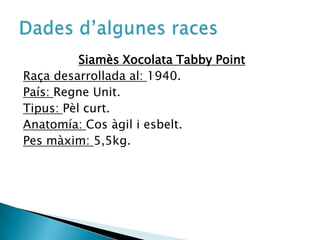 SiamèsXocolataTabby PointRaça desarrollada al: 1940.País: RegneUnit.Tipus: Pèlcurt.Anatomía: Cosàgil i esbelt.Pes màxim: 5,5kg.Dadesd’algunesraces