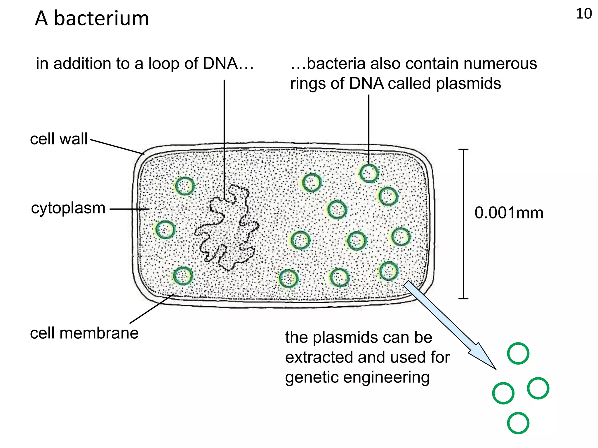 A bacterium10in addition to a loop of DNA……bacteria also contain numerous rings of DNA called plasmidscell wallcytoplasm0.001mmcell membranethe plasmids can be extracted and used forgenetic engineering