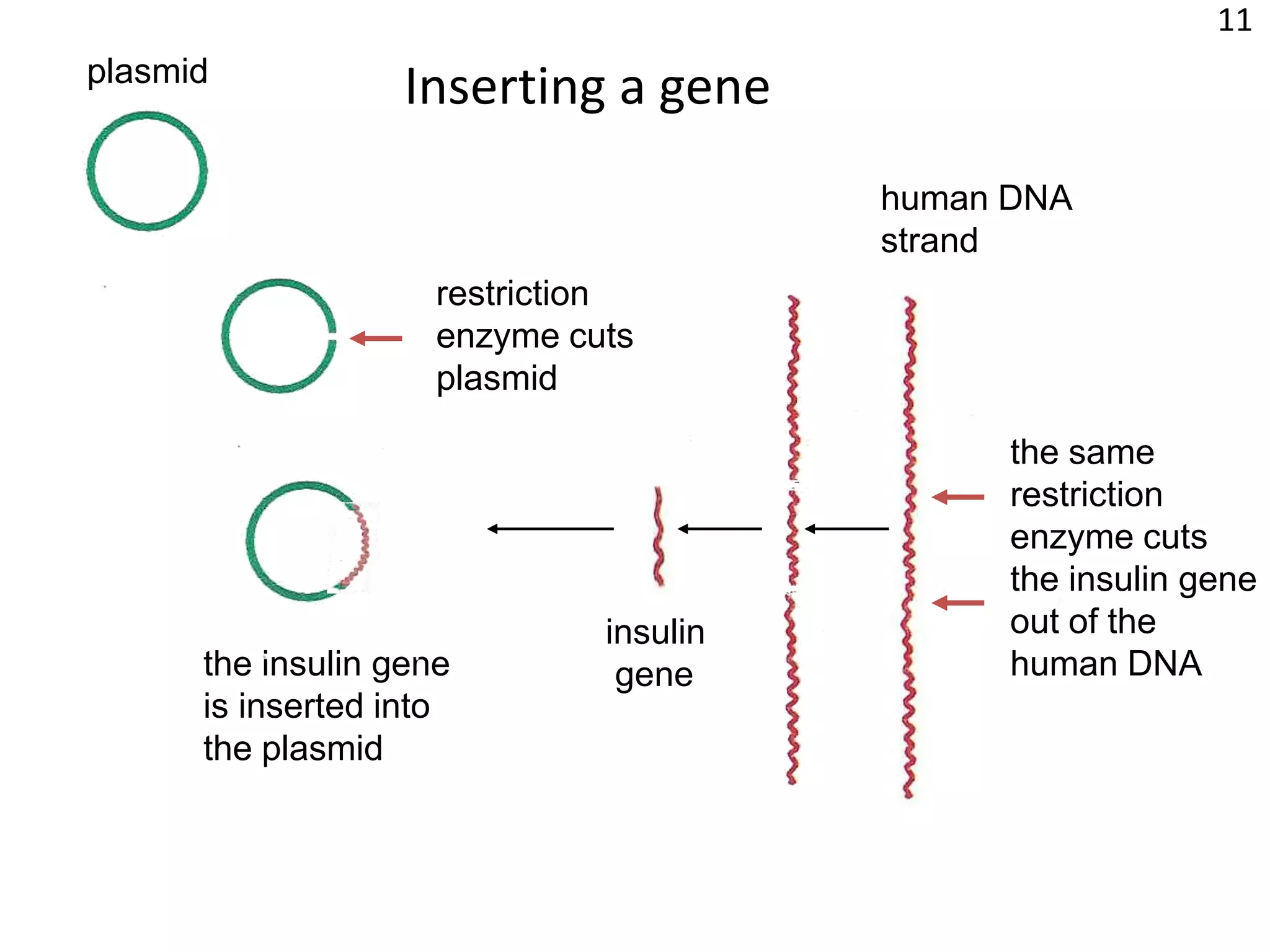 11Inserting a geneplasmidhuman DNAstrandrestriction enzyme cutsplasmidthe samerestriction enzyme cutsthe insulin geneout of thehuman DNAinsulin genethe insulin geneis inserted intothe plasmid