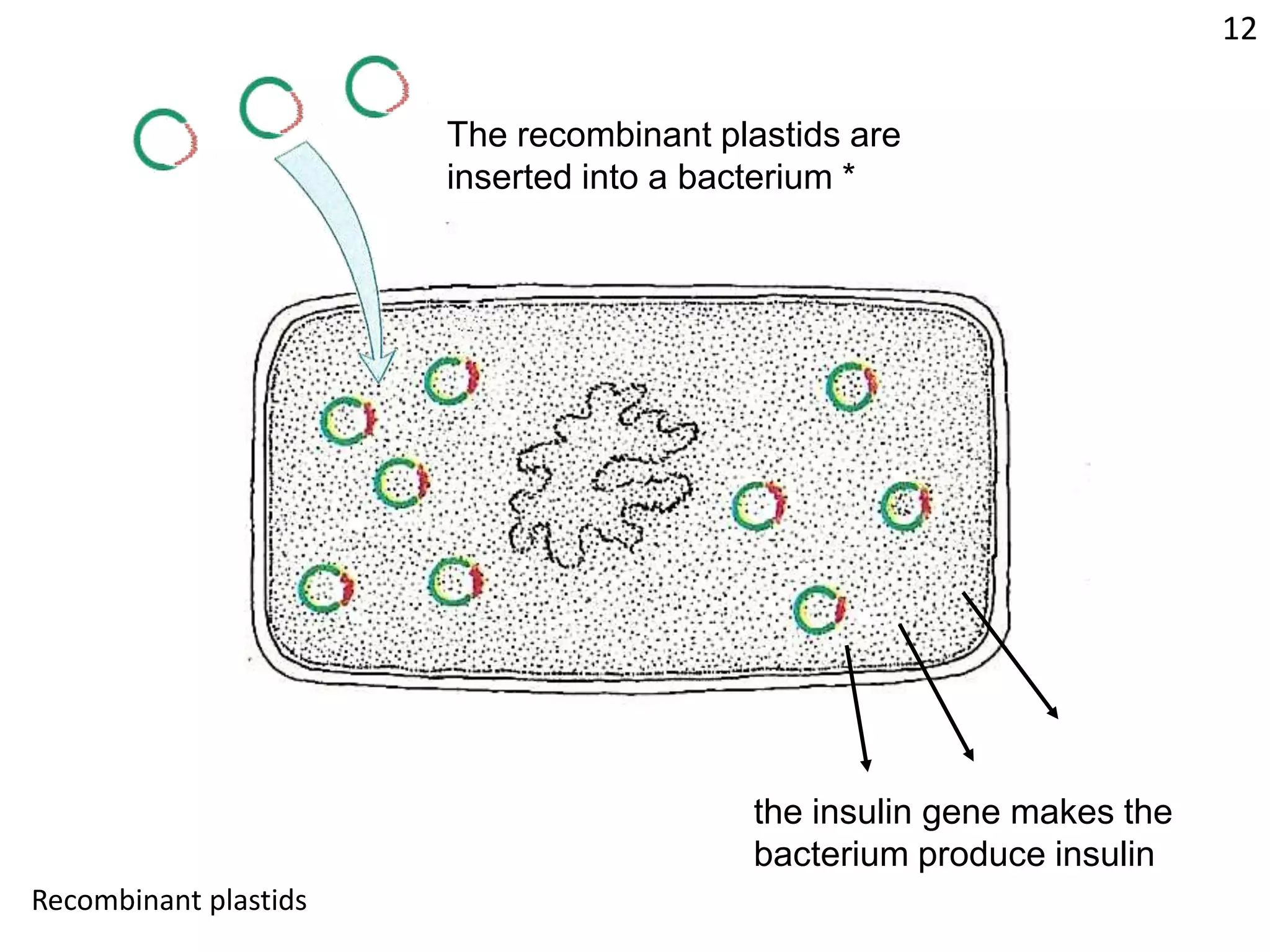 12The recombinant plastids are inserted into a bacterium *the insulin gene makes thebacterium produce insulinRecombinant plastids